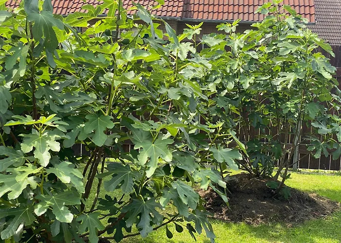 Ferienhaus Ankerweg an der Seehundstation Norddeich 